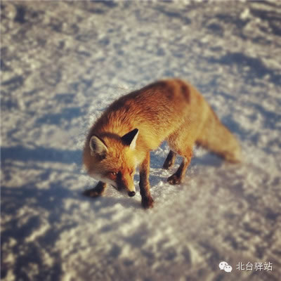 【北臺邀您欣賞】狐(圖6)