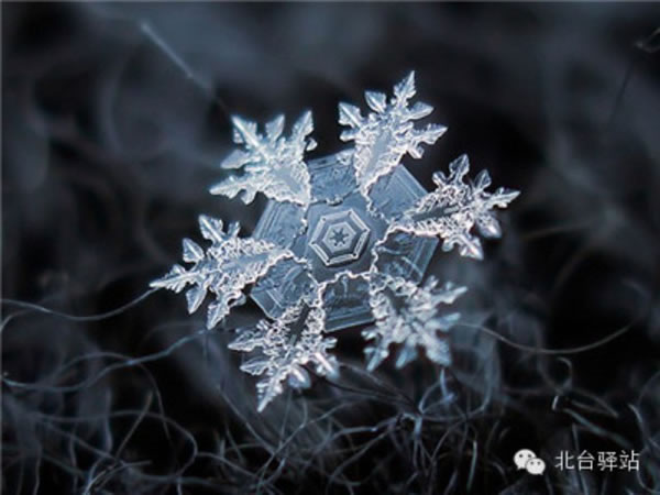 【北臺邀您欣賞】來自天國的花朵——雪花(圖2)