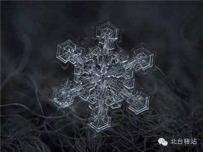 【北臺邀您欣賞】來自天國的花朵——雪花(圖8)