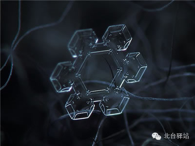【北臺邀您欣賞】來自天國的花朵——雪花(圖7)