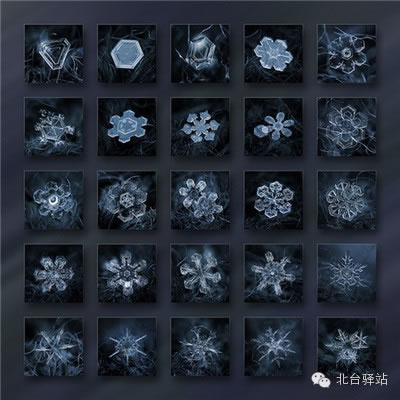 【北臺邀您欣賞】來自天國的花朵——雪花(圖14)