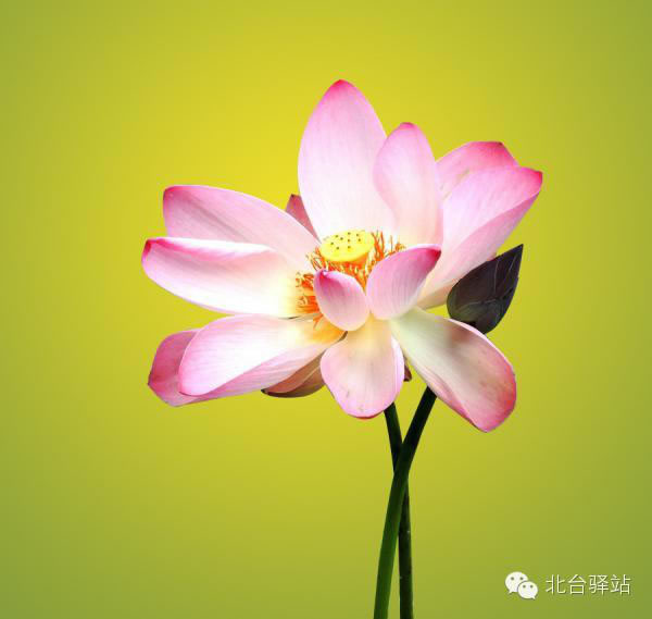 【北臺邀您欣賞】清雅的蓮花 (圖4)