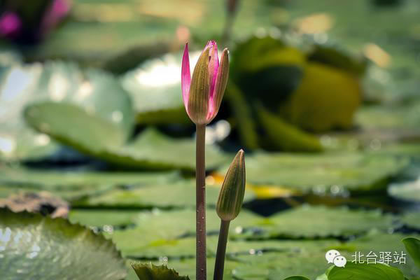【北臺邀您欣賞】清雅的蓮花 (圖2)
