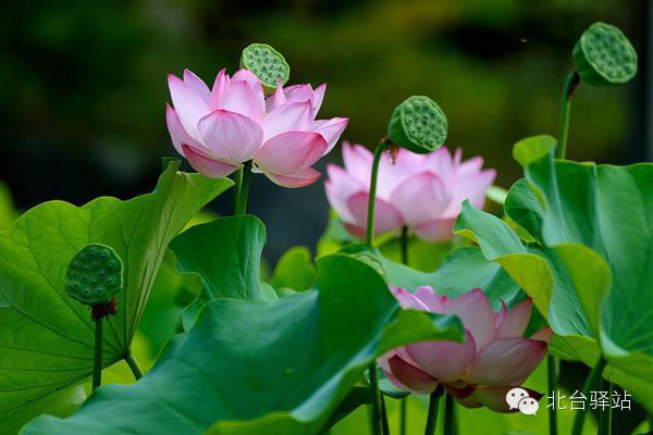 【北臺邀您欣賞】清雅的蓮花 (圖3)