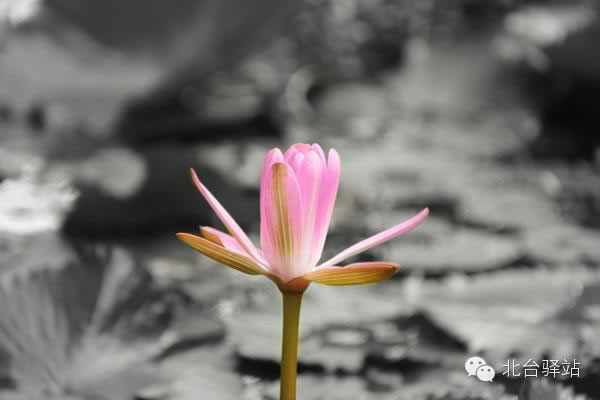 【北臺邀您欣賞】清雅的蓮花 (圖5)
