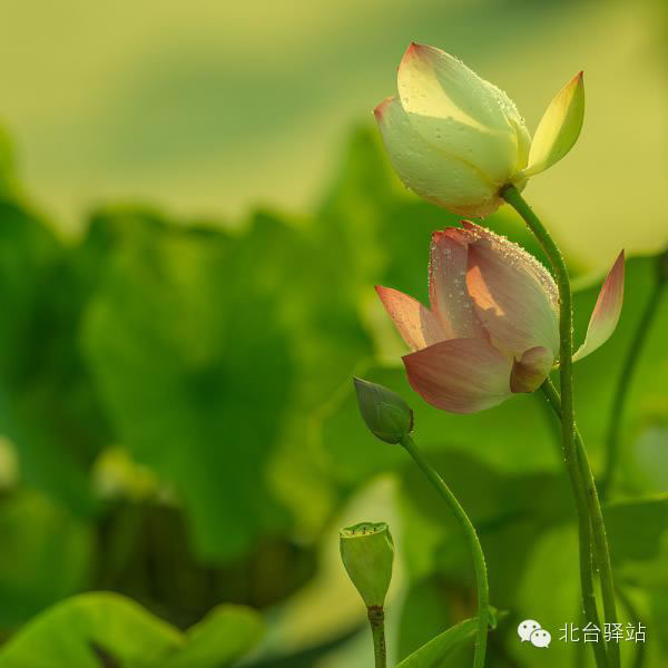 【北臺邀您欣賞】清雅的蓮花 (圖6)
