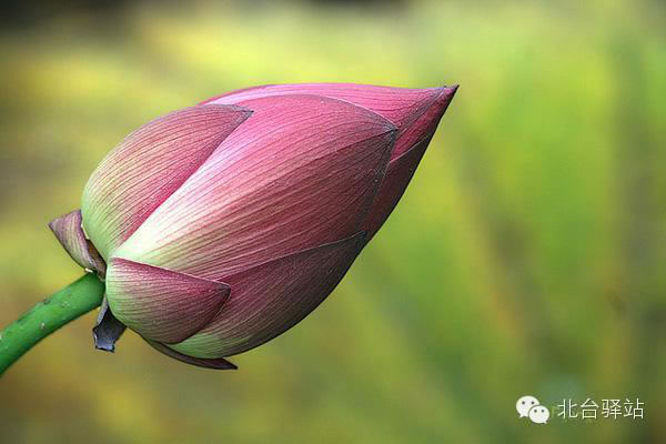 【北臺邀您欣賞】清雅的蓮花 (圖7)