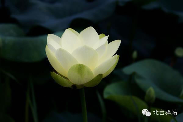 【北臺邀您欣賞】清雅的蓮花 (圖8)