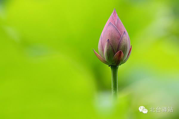 【北臺邀您欣賞】清雅的蓮花 (圖11)