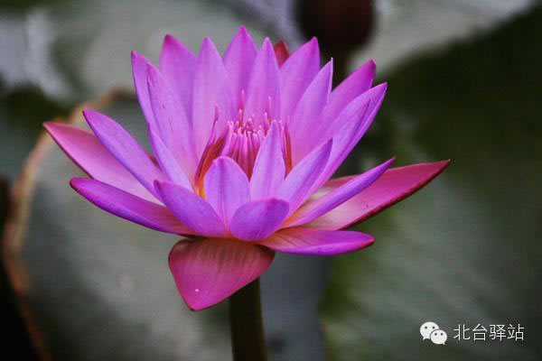 【北臺邀您欣賞】清雅的蓮花 (圖10)