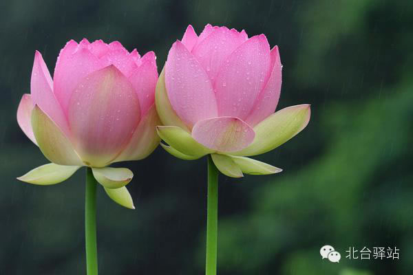 【北臺邀您欣賞】清雅的蓮花 (圖12)