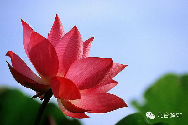 【北臺邀您欣賞】清雅的蓮花 (圖13)