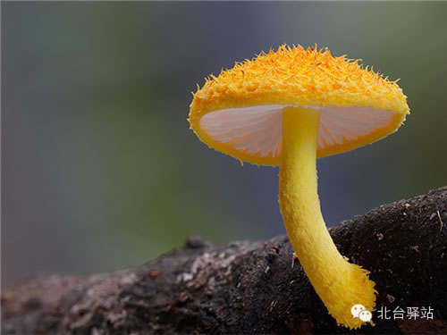 【北臺邀您欣賞】蘑菇之夢幻色彩 (圖8)