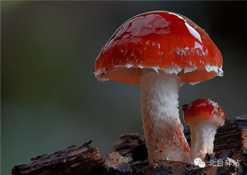 【北臺邀您欣賞】蘑菇之夢幻色彩 (圖6)
