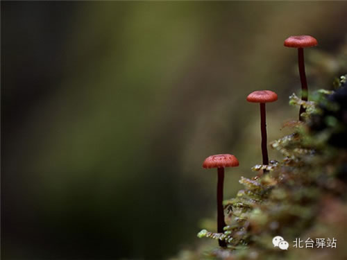 【北臺邀您欣賞】蘑菇之夢幻色彩 (圖3)