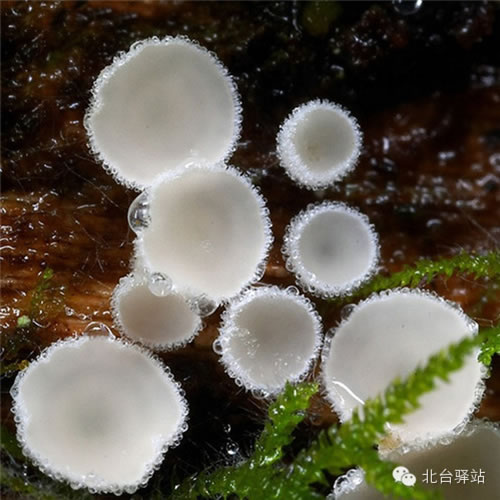 【北臺邀您欣賞】蘑菇之夢幻色彩 (圖14)