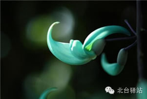 【北臺(tái)邀您共賞】 大自然的杰作 罕見奇花! (圖16)