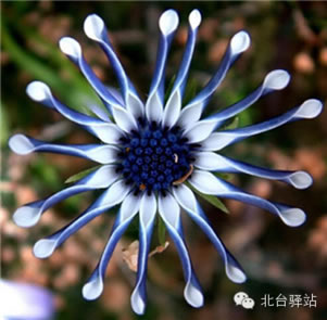 【北臺(tái)邀您共賞】 大自然的杰作 罕見奇花! (圖29)