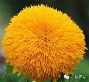 【北臺(tái)邀您共賞】 大自然的杰作 罕見奇花! (圖38)